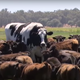Illustration for article titled Rebellious cattle case file #3: em/emem/emAustralian steer too huge to be slaughtered